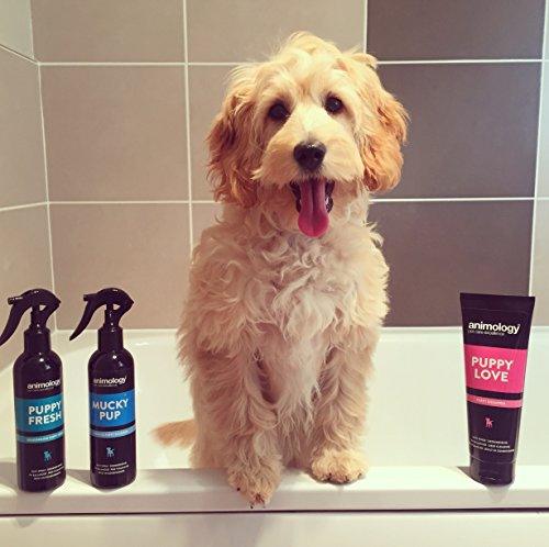 Animology Puppy Pack - Petzenya