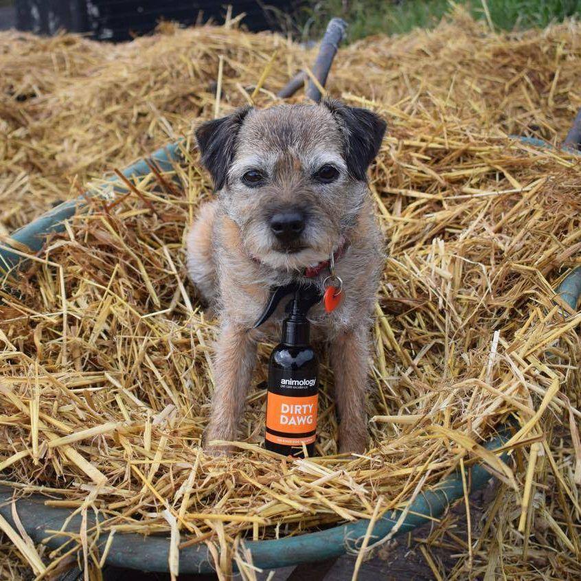 Dry Dog Shampoo NO-Rinse - Animology Dirty Dawg 250ml - Petzenya