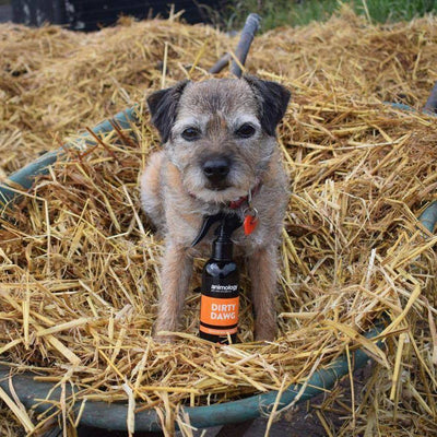 Dry Dog Shampoo NO-Rinse - Animology Dirty Dawg 250ml - Petzenya