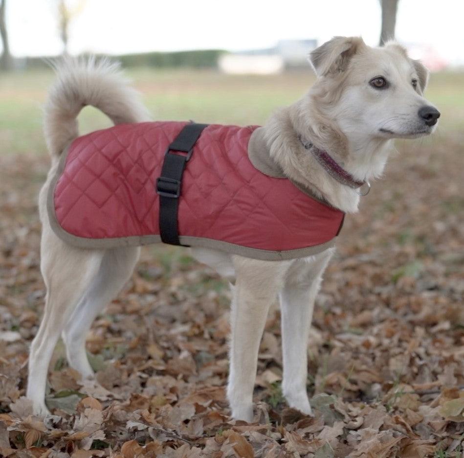 Quilted Dog Coat - Padded Outdoor Dog Jacket - Small to Large Dogs - Petzenya