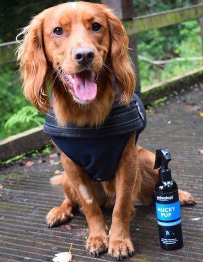 Puppy Shampoo, NO-Rinse - Animology Mucky Pup 250ml - Petzenya